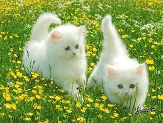 Cute Dogs Pets Cats And Together Pictures