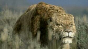Saber Tooth Tiger Wallpaper