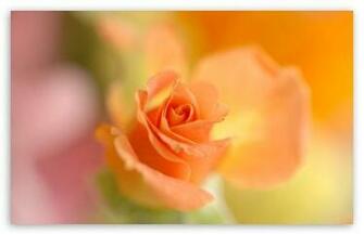 Thank You For All My Friends HD Desktop Wallpaper High Definition