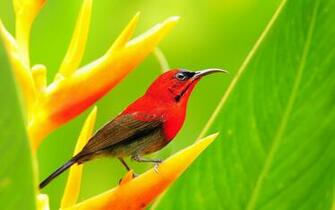 Red Bird Wallpaper And Image Pictures Photos