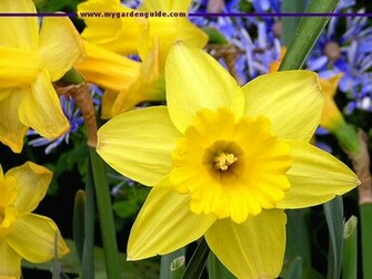 Spring Screensaver For Windows Our And
