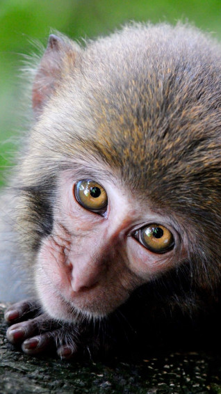 Monkey iPhone Wallpaper