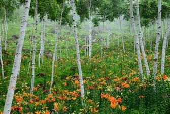Lilies Birch Trees Nature Wallpaper
