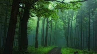 Foggy Forest Wallpaper Desktop Flip