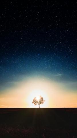 Starry Sky Tree Alone Wallpaper In Galaxy