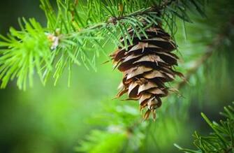 Pine Cone Wallpaper X Net