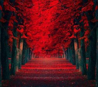 Red Nature Wallpaper