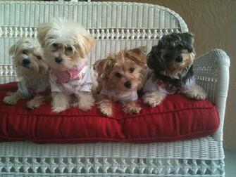 Morkie Sisters Modern Dog Magazine