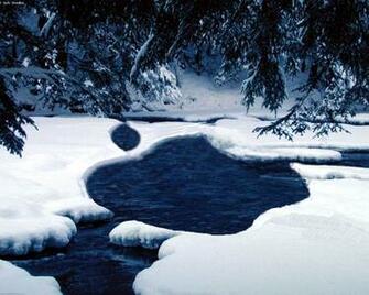 Celebrity Screensaver Wallpaper Picture Theme Snow Tree And