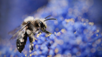 Bee Wallpaper