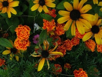 Fall Flowers Leaves And