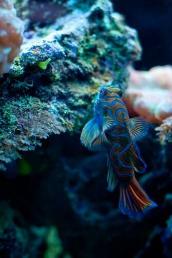Mandarin Fish Wallpaper Pictures
