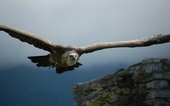 Vulture Wallpaper