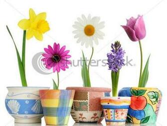 Easter Flowers Enjoy And Pictures For Your