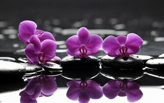 Achtergrond Met Roze Bloemen Bij Het Water HD Bloem Wallpaper Foto