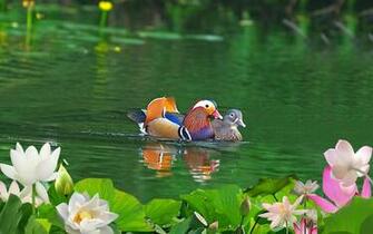 Wallpaper Mandarin Bird Desktop Wallpaperet Mandarinducks