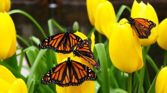 Butterfly Photography Wallpaper