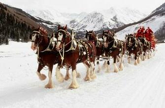World Renowned Budweiser Clydesdales To Appear At Museum National
