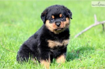 Rottweiler Puppy Wallpaper Cute Dog Puppies