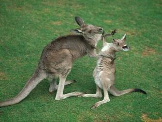 Baby Kangaroo In Garden HD Photo Famous Wallpaper