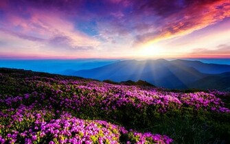 Stunning Colorful Flowers Wallpaper Jpg