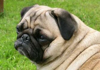 Pug Dog HD Wallpaper High Definition iPhone