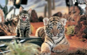 Wallpaper Cat Tiger Friendship Kitty