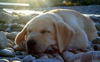 Dog Sun Animal Wallpaper Animals Background Photo