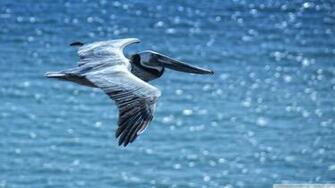 Pelican Wallpaper