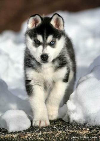 Cute Puppy Dogs Siberian Husky Puppies