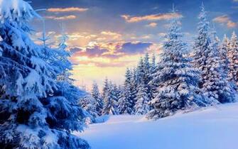 Firs Under Snow Forest Wallpaper