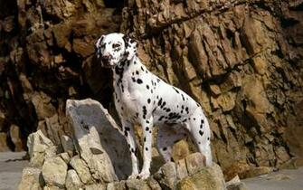 Dalmata En La Roca HD Animales Wallpaper
