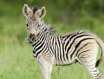 Baby Zebra Pictures HD Wallpaper Pretty