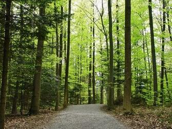 Way In The Forest Wallpaper Landscape Nature Jpg
