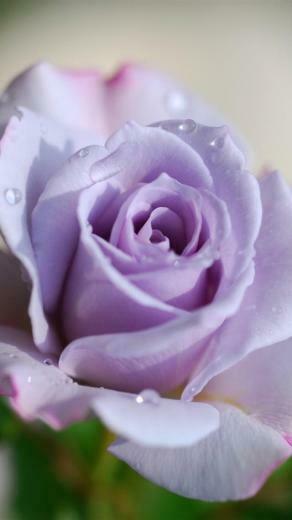 Rose In Violet iPhone Wallpaper HD