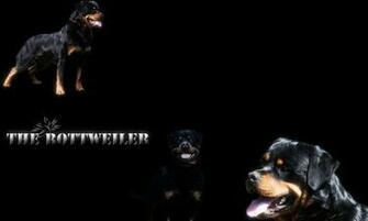 Widescreen Wallpaper Of Rottweiler