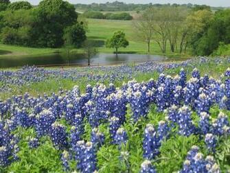 Bluebonnet Background Net