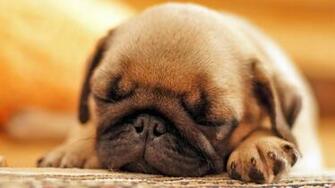 Pug Puppy Wallpaper