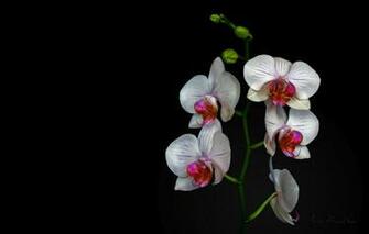 White Orchid Wallpaper