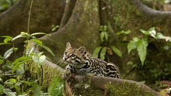 Animals Amazon Rainforest Ocelots Ecuador Wallpaper Background