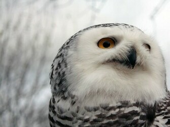 Other Owl Species Snowy Owls Are Also Known To Eat Fish And Carrion