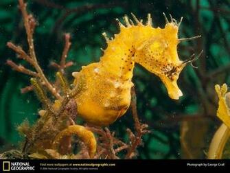 Seahorse Wallpaper
