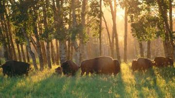 Wallpaper Trees Forest Animals Nature Grass Field Morning