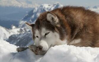 Husky X Animals Photography Miriadna
