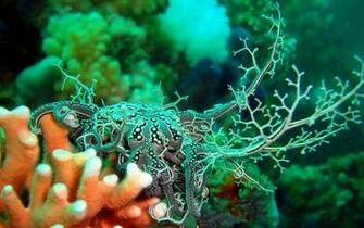 Coral Reef Wallpaper Allwallpaper In Pc En