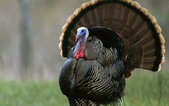 Read More On Turkey Spring Application Dates Illinois Dnr