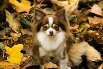 Fall Chihuahua Schmoopies