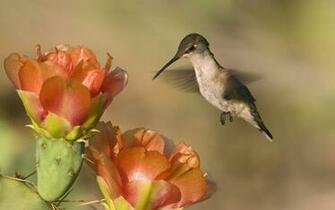 Flowers Birds Hummingbirds Colibri Wallpaper High