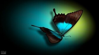 Butterfly Wallpaper HD
