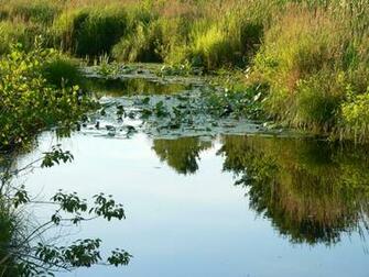 Go Back Pix For Largemouth Bass Wallpaper Desktop